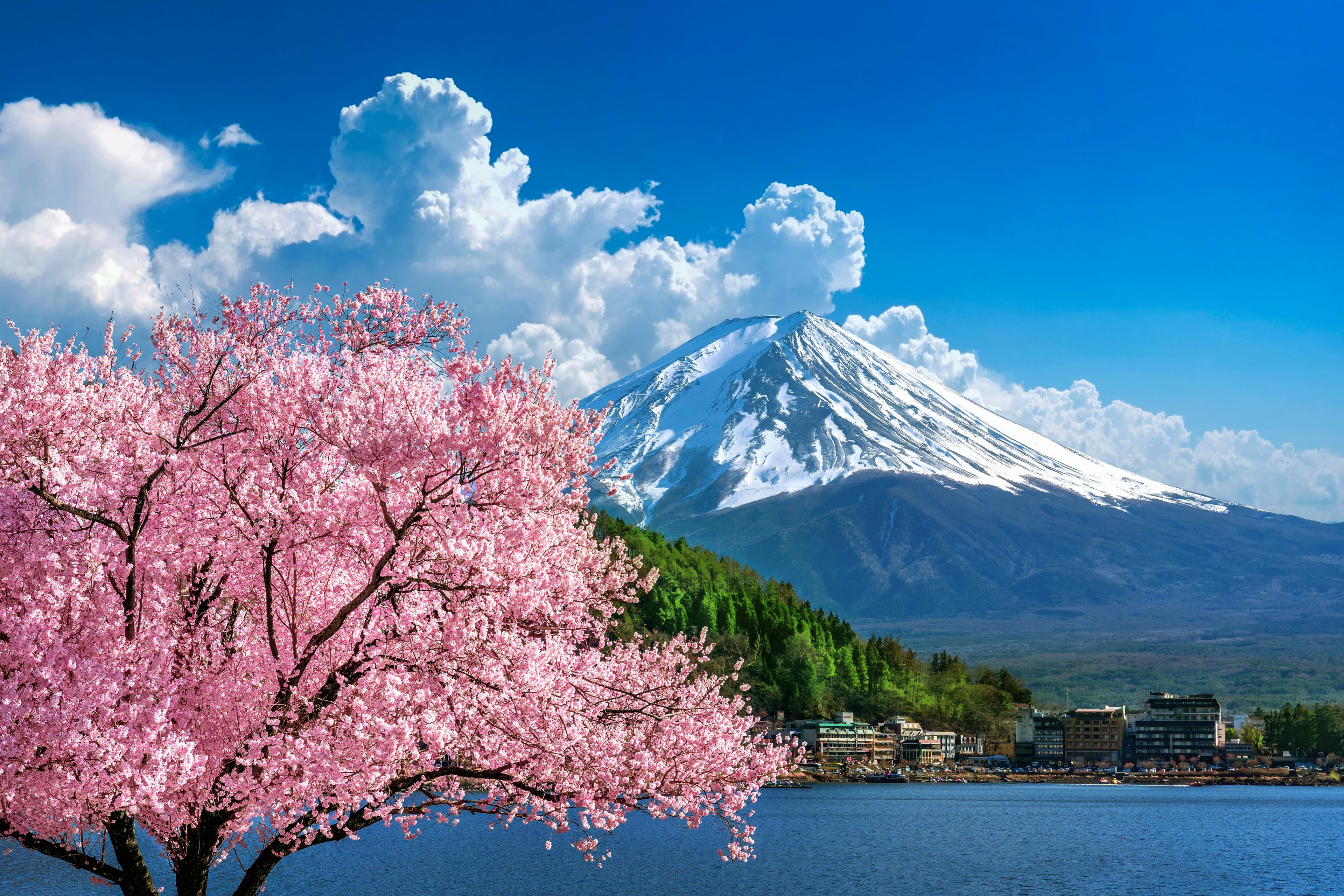 Japanese cherry blossoms