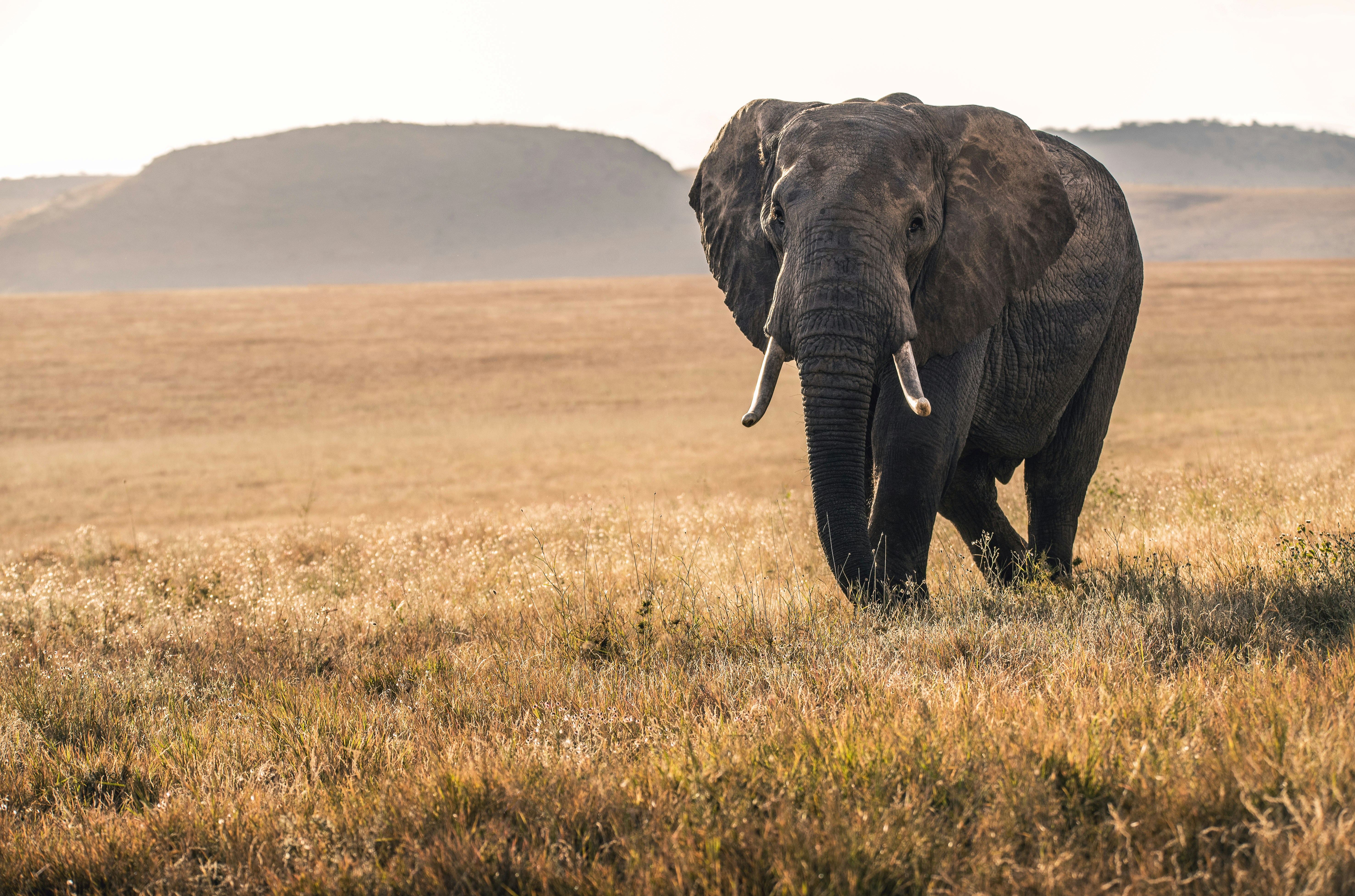 Kenya